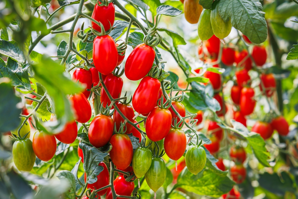 Bunches of roma tomatoes.