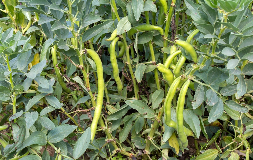 Beans growing in a garden.