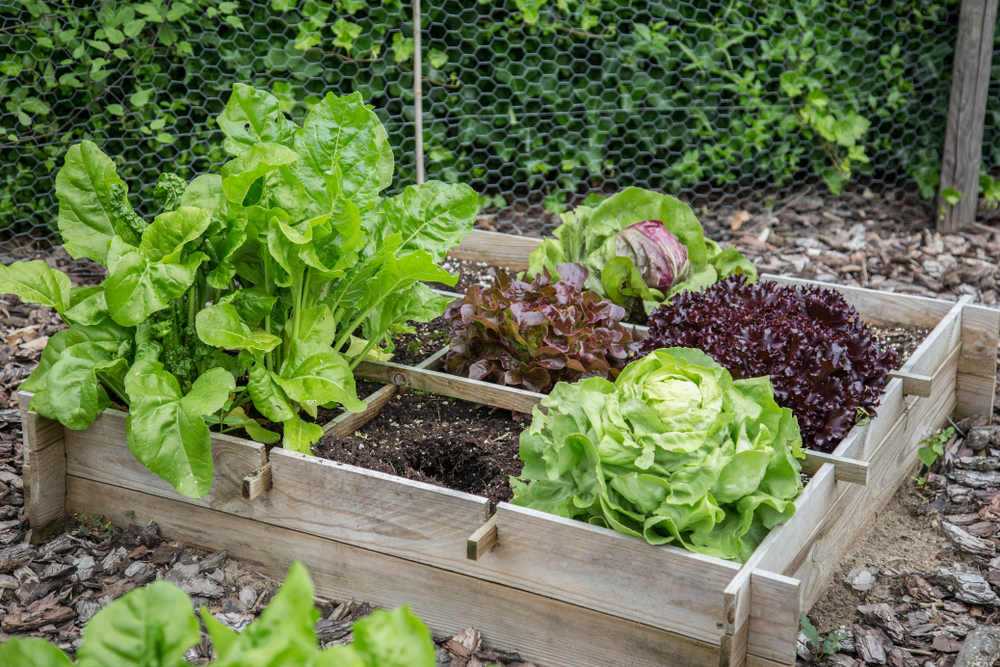 A small raised wooden garden bed with various vegetables growing in it.
