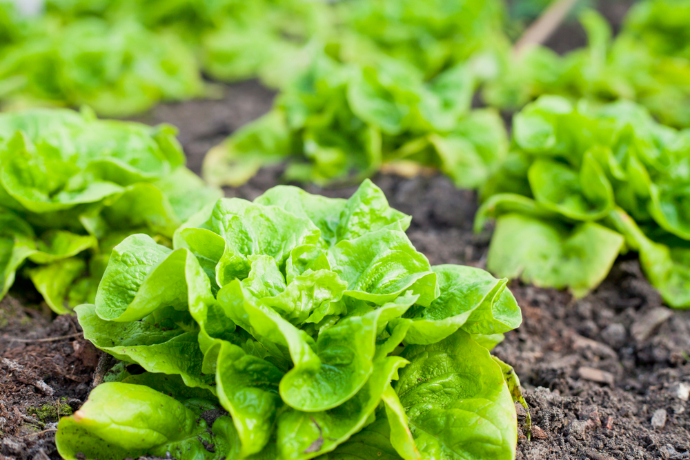 Closeup of vegetables in winter garden outside.