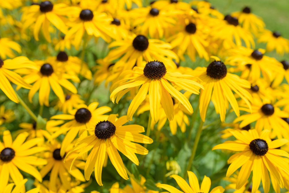 Groups of black-eyed Susans outside.