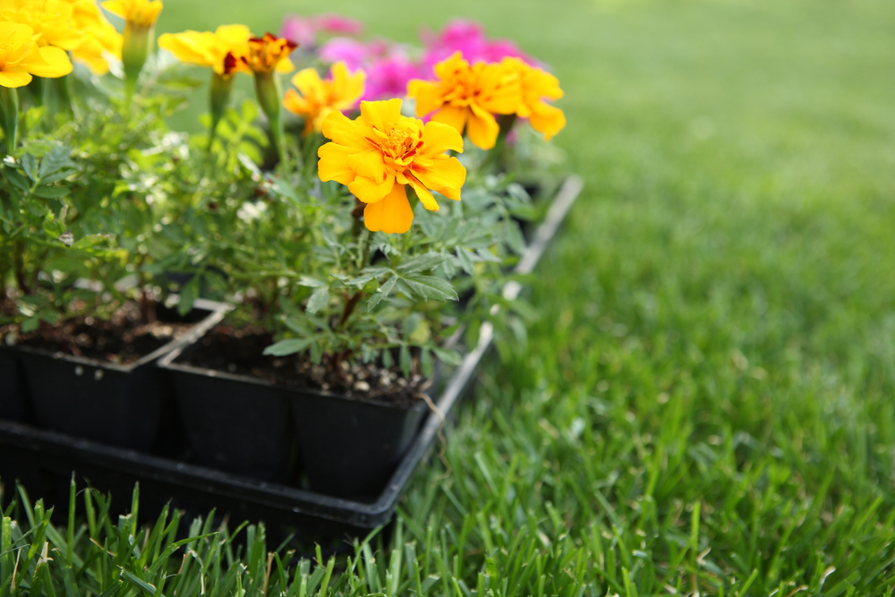 A market pack of marigolds and impatiens, both of which are annual plants, sitting on the grass.