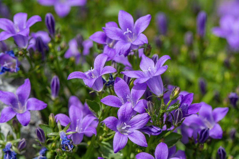 Purple bell flowers, which are perennial plants, in a summer garden.