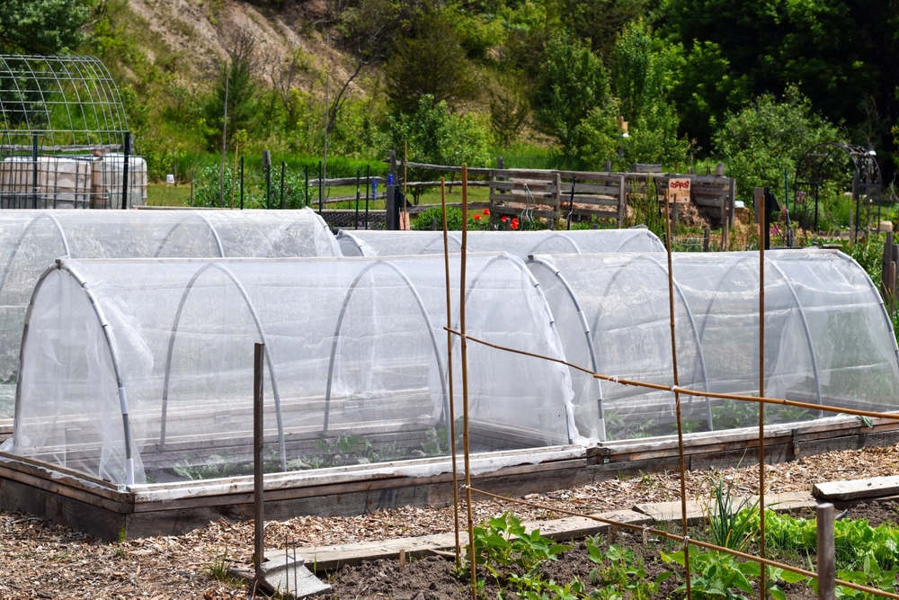 Vegetables covered with floating row covers.