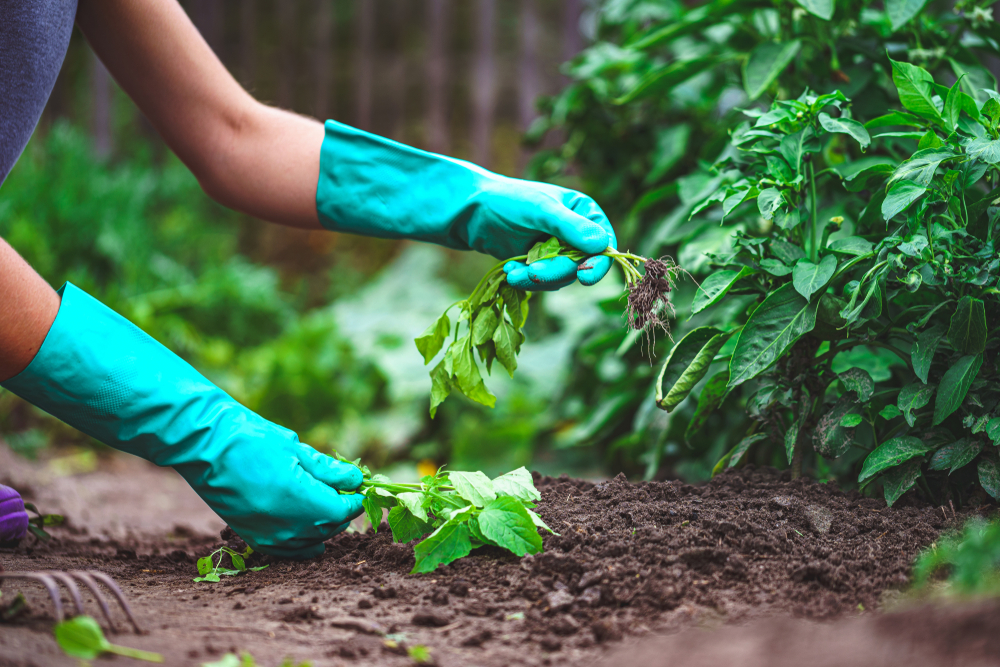 Gloved hands weeding vegetable garden in the spring.