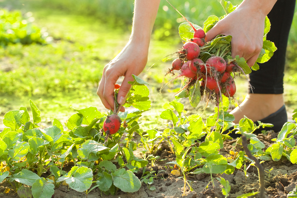 Is Vegetable Gardening Good For Beginners?