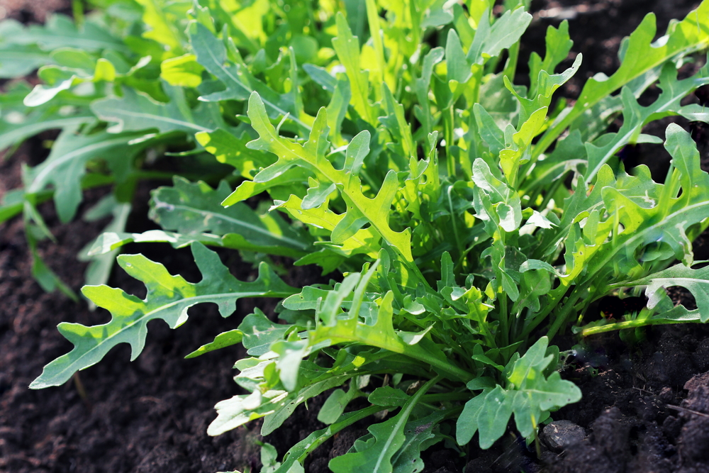 A closeup of an arugula plant growing in the soil.