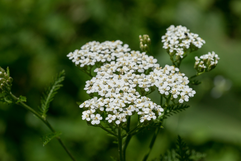A closeup of white yarrow.
