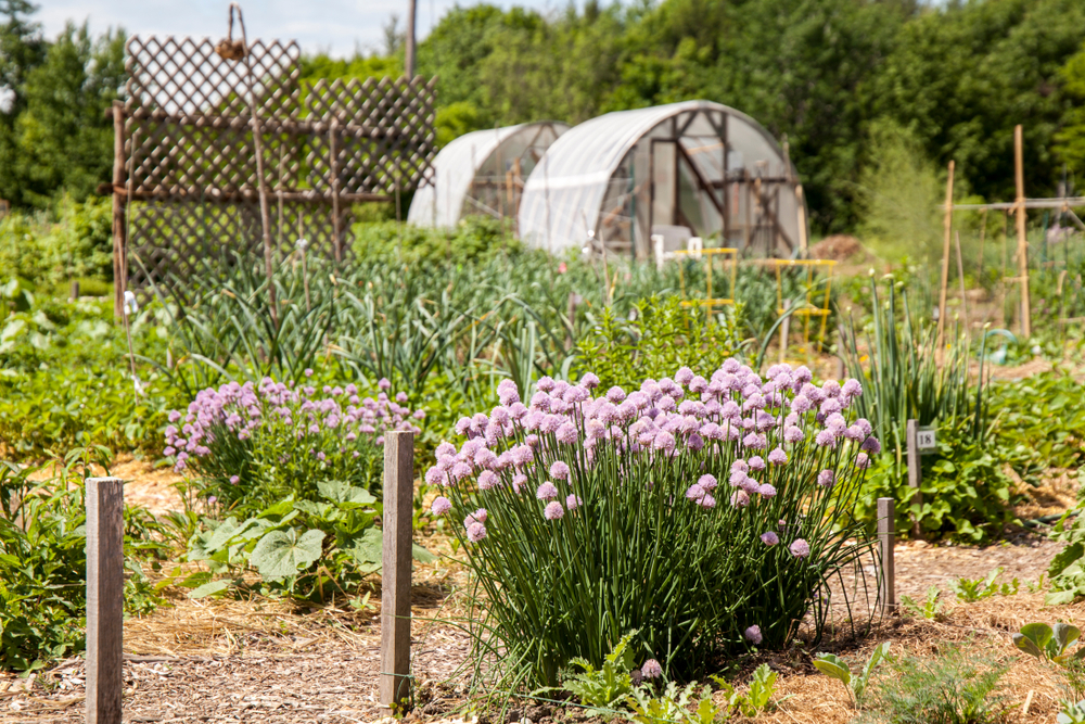 A community garden on a sunny day with plants growing.