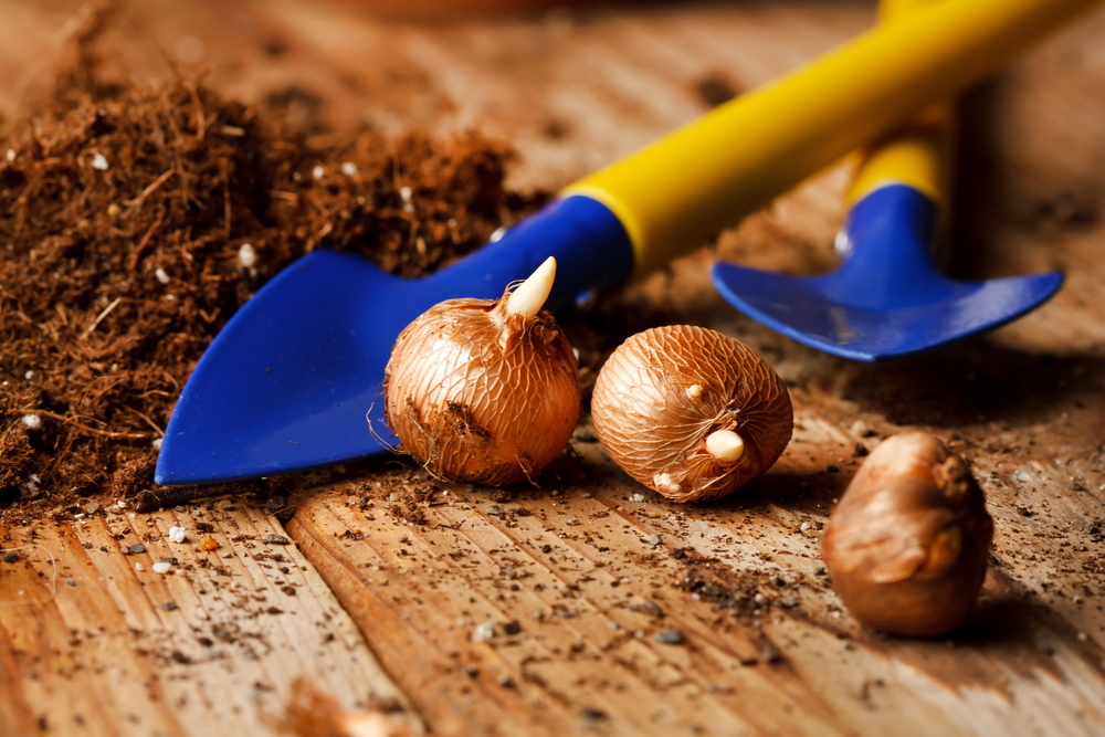 Garden tools and flower bulbs on a wooden table.