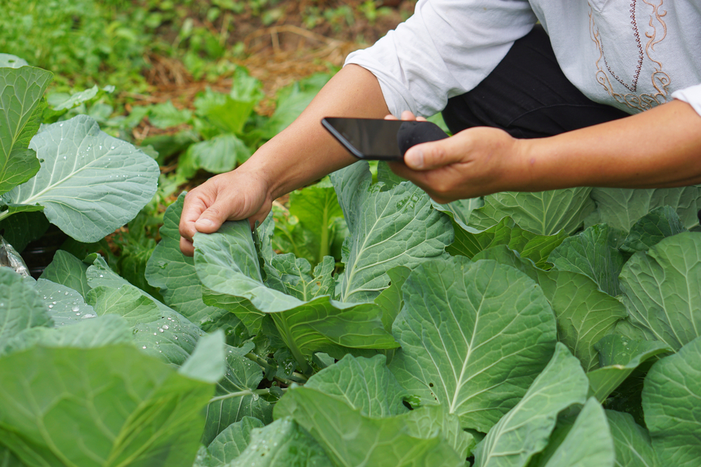Gardener using a smatphone to analyze plants.