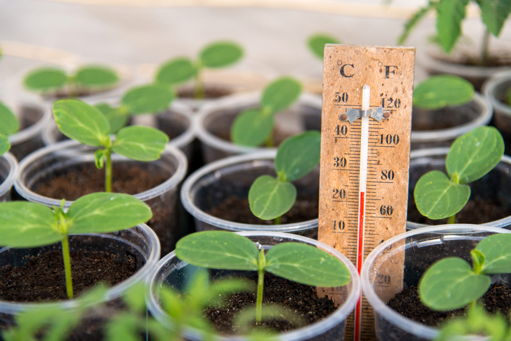 Seedlings in cups with a thermometer between them.