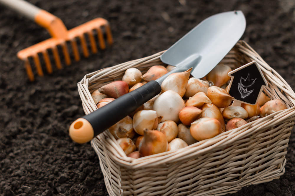 Tulip bulbs in carrying basket with garden trowel on top.