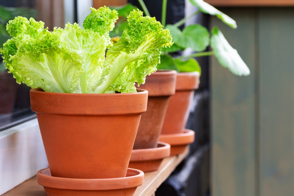 Clay pots with vegetables on a shelf.