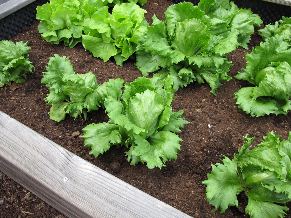 Iceberg lettuce in raised garden bed.