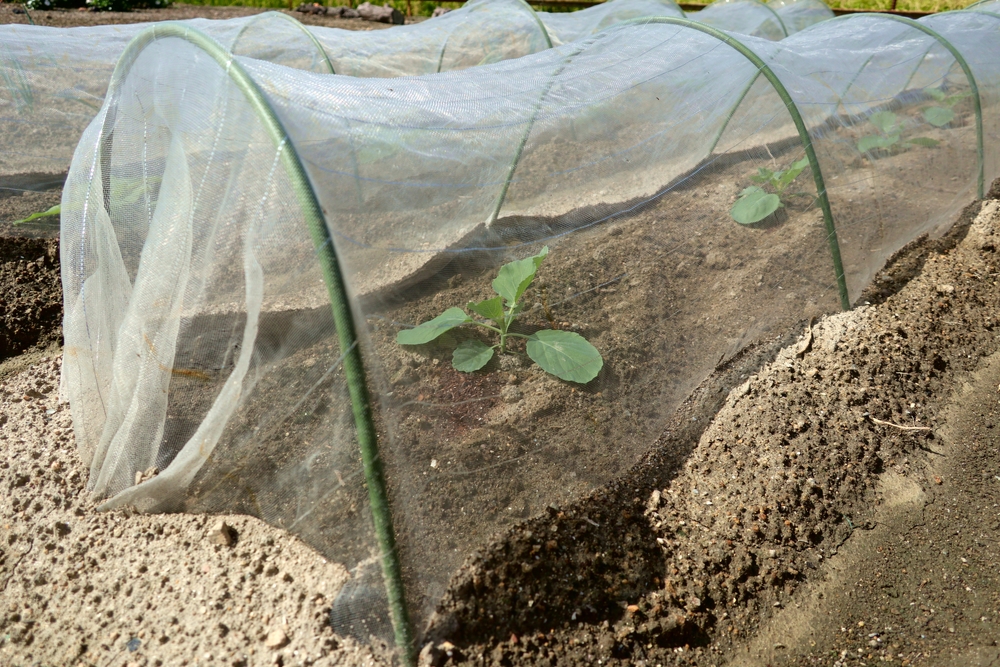Vegetables covered by insect netting.