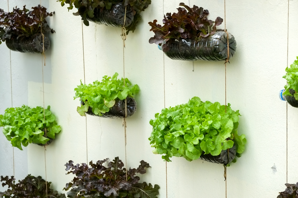Vegetables growing in plastic balls on white wall.
