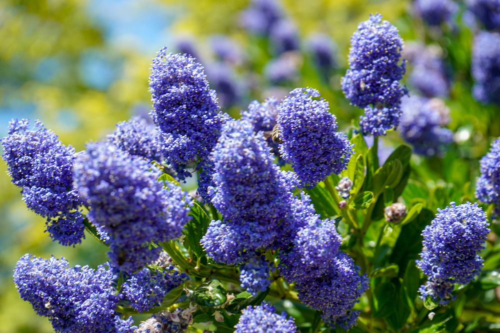 California lilac flowers.