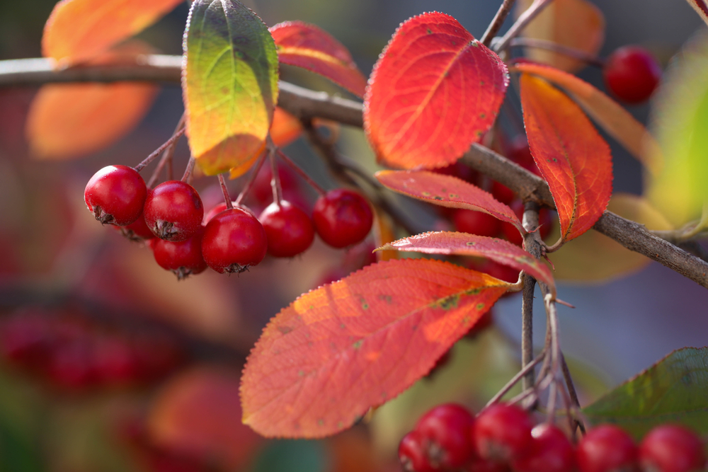 A closeup of a red chokeberry.