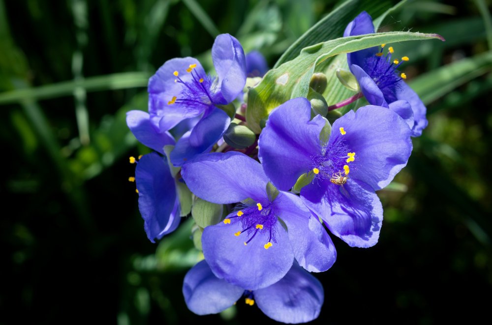 A closeup of spiderwort.