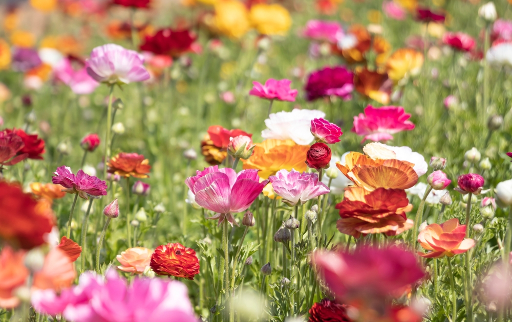 A bunch of flowers of all colors: red, white, pink, orange, and yellow.