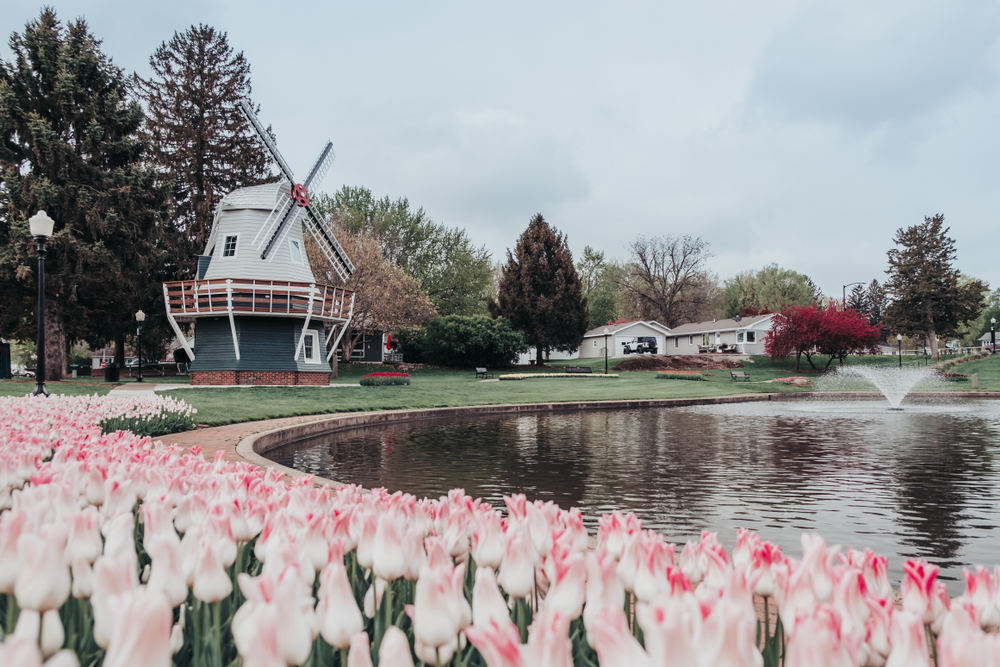 Pink tulips near a pond with buildings nearby in Iowa.