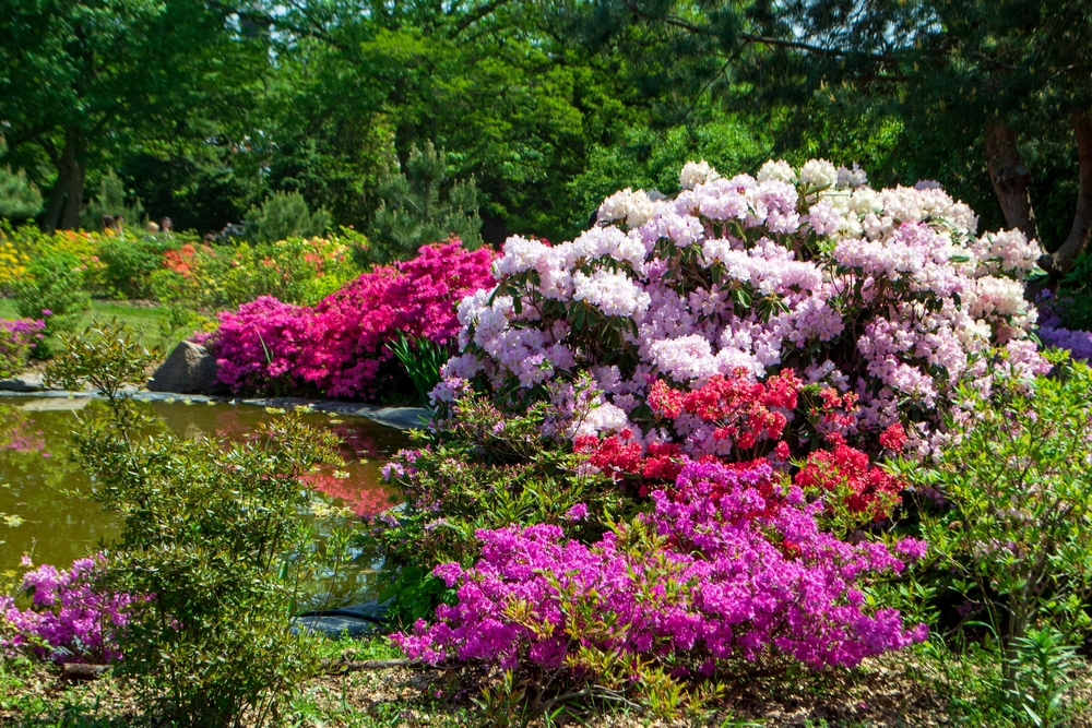 Rhododendron bushes near the pond in the botanical garden