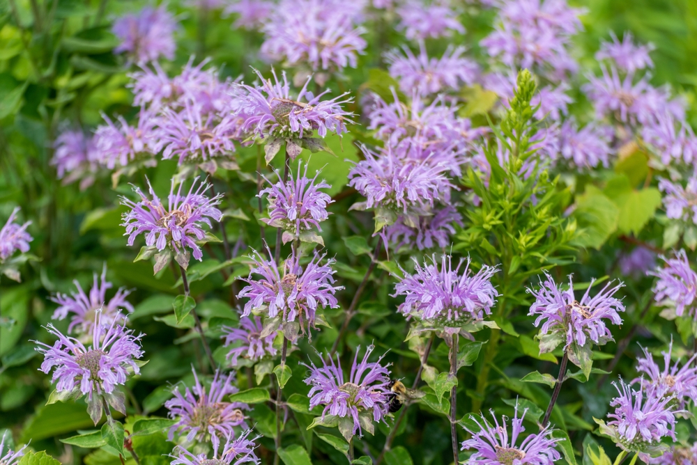 Wild bergamot.