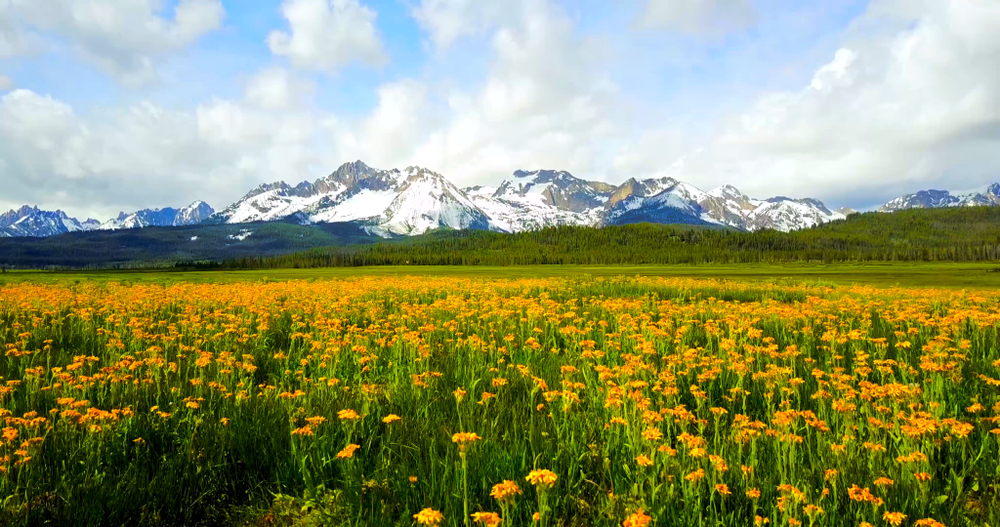 Yellow Flowers In Field With Sawtooth Mountains In Background - Idaho