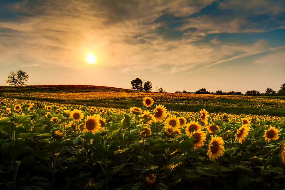 A view of a sunflower field in Kansas