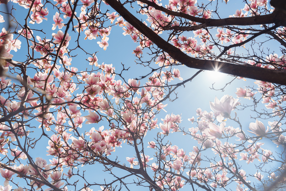 Magnolia tree in bloom with blue skies and sun