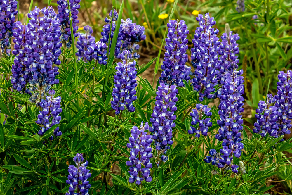Flowering silvery lupine 