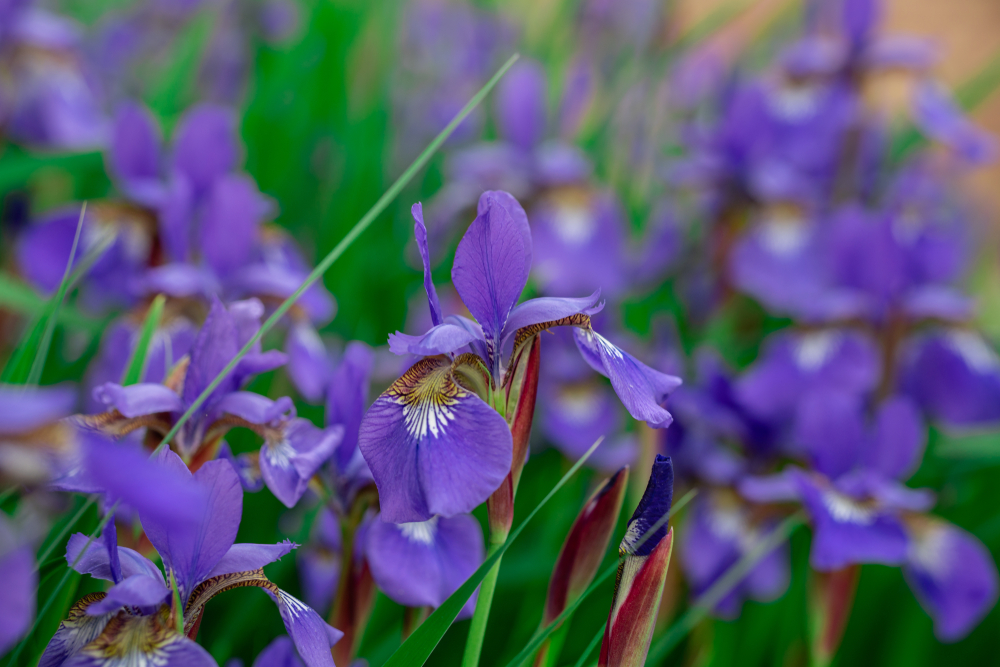 Close up of purple iris with lots in background