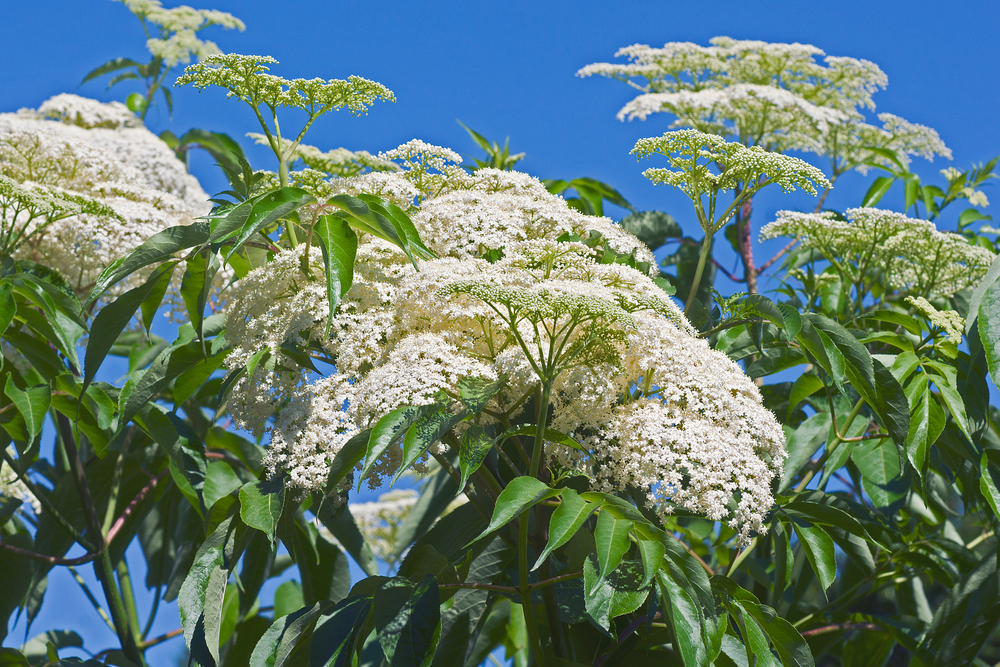American Elderberry in bloom with blue skies in background