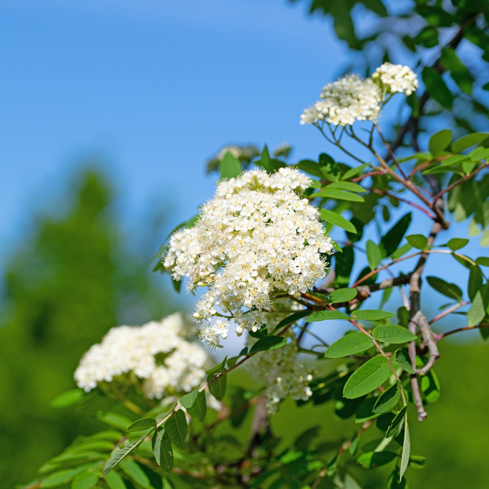 White Flowering mountain ash