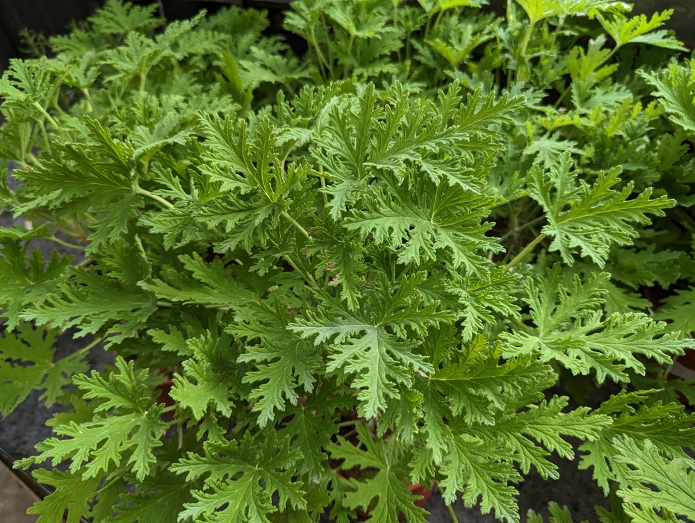 Citronella