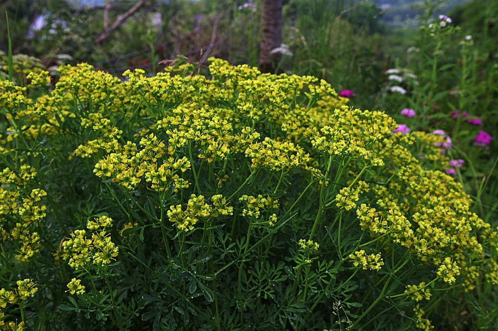 Common Rue