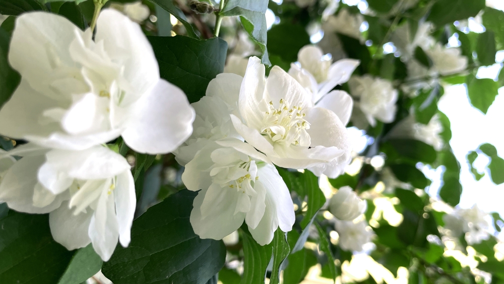 Sweet Mock Orange
