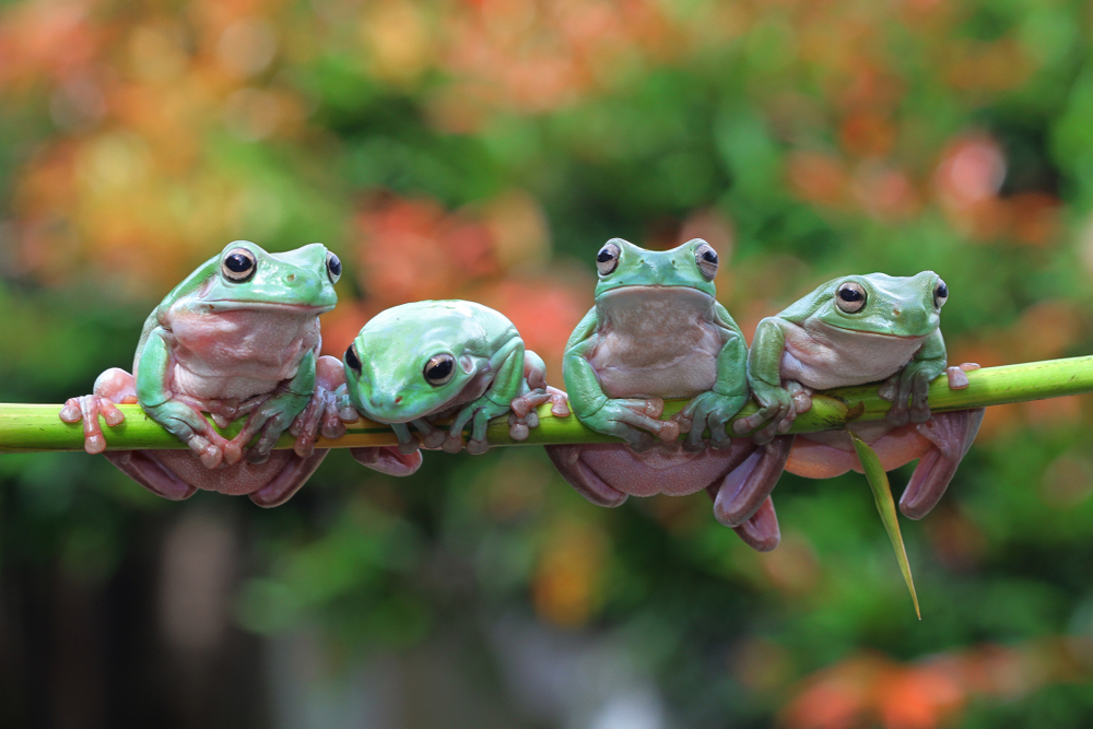 Frog-Friendly Gardens: Discover Frog’s Role, Life Cycle & Habitat