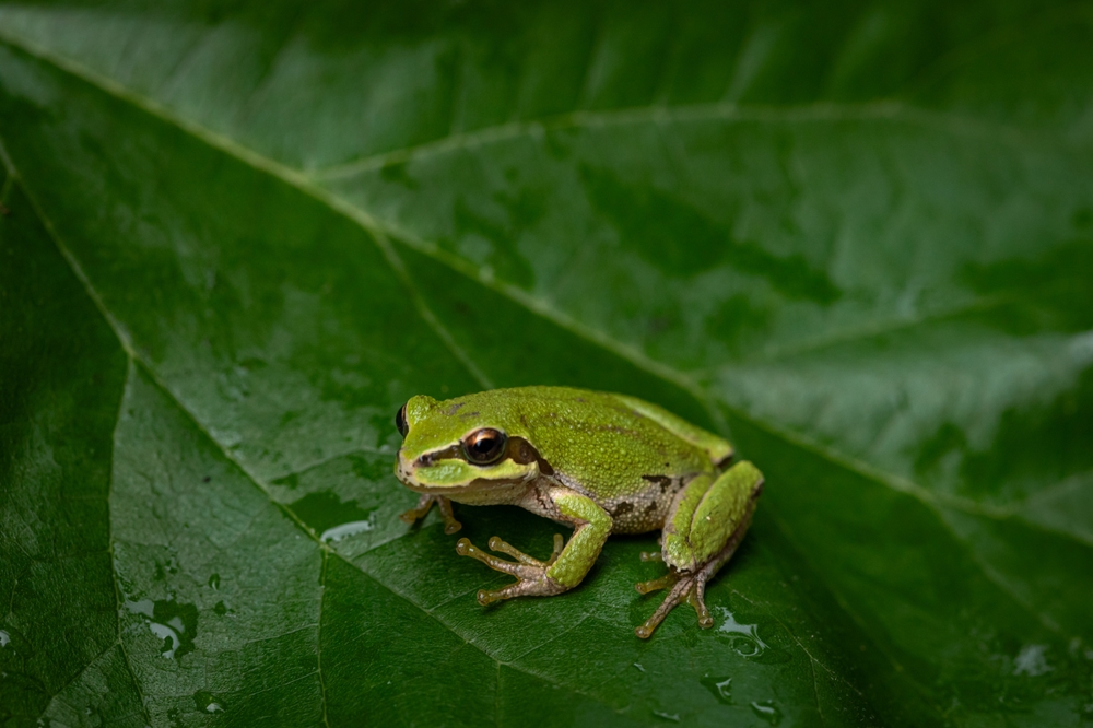 The Ecological Role Of Frogs