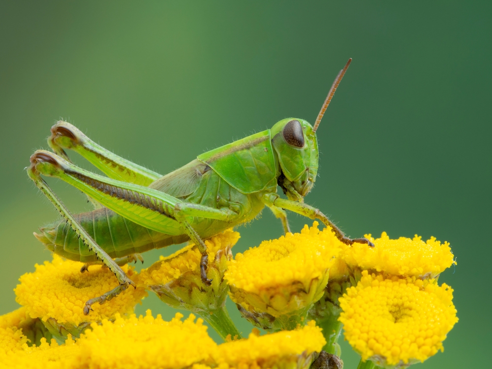 What Do Grasshoppers Eat? Tips for Gardeners