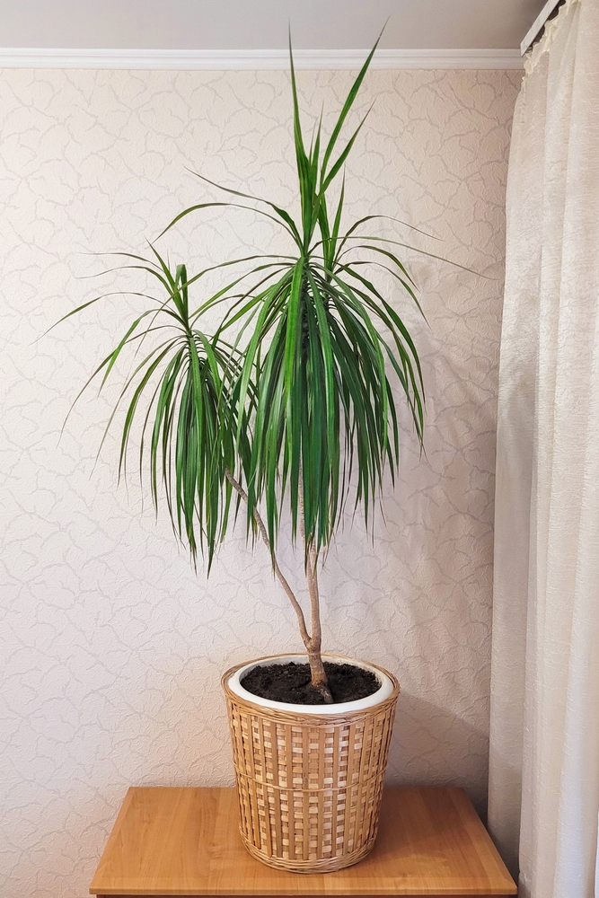 Dragon Tree (Dracaena marginata)